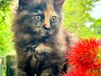 Persian cats