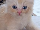 Persian cats