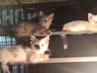 persian cats