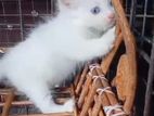 persian cats