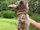Persian Cats