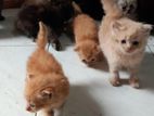 persian cats