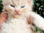 persian cats
