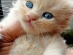 persian cats