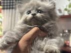 Persian Cat
