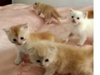 Persian cats