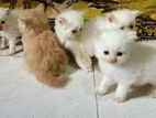 Persian cats