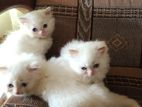 Persian Cats