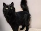 Persian Cats