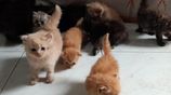 Persian Cats