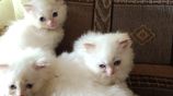 Persian Cats