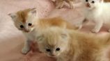 Persian Cats