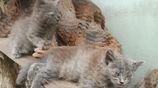 Persian Cats