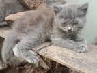 Persian Cats