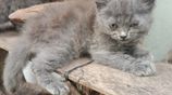 Persian Cats
