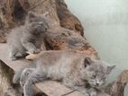 Persian Cats