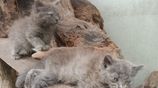 Persian Cats