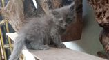 Persian Cats