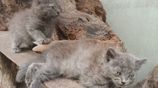Persian Cats