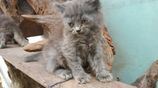 Persian Cats