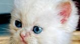 Persian cats
