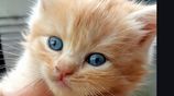 Persian cats