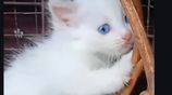 Persian cats
