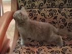 Persian Cats
