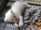 persian cats