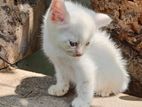 persian cats