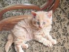 Persian cats