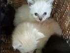 Persian Cats