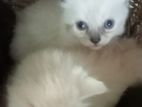 Persian Cats