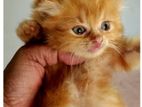 Persian Cats