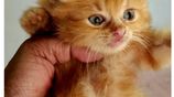 Persian Cats