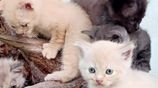 Persian Cats