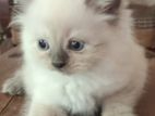 Persian Cats