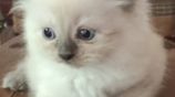 Persian Cats