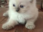 Persian Cats