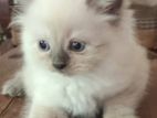 Persian cats