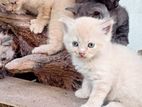 Persian Cats