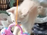 Persian Cats