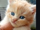 Persian Cats