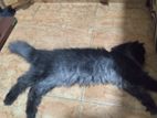 Persian Cats