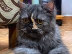 Persian Cats