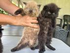 Persian Cats