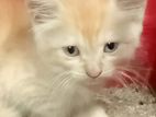 Persian Cats