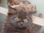 PERSIAN CATS