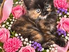 Persian Cats