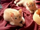 Persian Cats